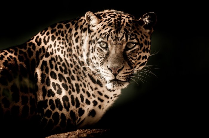 Leopard Close Eyes Menacing